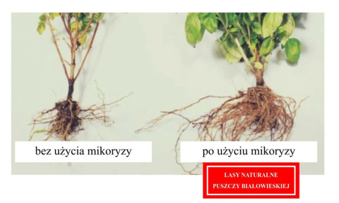 Mikoryza uniwersalna 4 L/260 roślin Mikoryza uniwersalna 4 L/260 roślin
